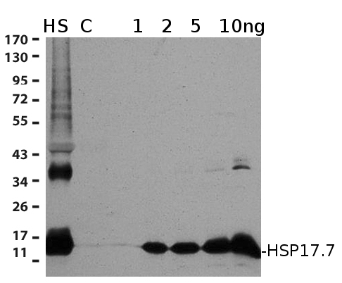 western blot using anti-HSP17.7 antibodies